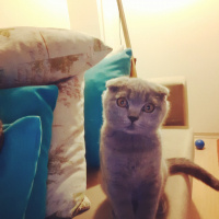 Scottish Fold, Kedi  Küba fotoğrafı