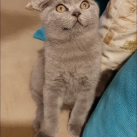 Scottish Fold, Kedi  Küba fotoğrafı