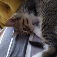 Tekir Kedi, Kedi  İsmi yok fotoğrafı