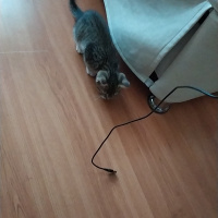 Tekir Kedi, Kedi  İsmi yok fotoğrafı