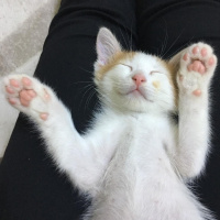 Sarman, Kedi  Pamuk fotoğrafı