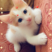 Sarman, Kedi  Pamuk fotoğrafı
