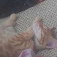 Tekir Kedi, Kedi  Mars fotoğrafı