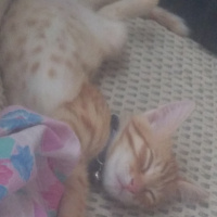 Tekir Kedi, Kedi  Mars fotoğrafı