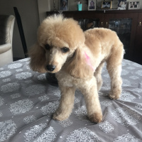 Poodle(Standart Kaniş), Köpek  Mila fotoğrafı