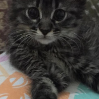 Tekir Kedi, Kedi  Julyet fotoğrafı