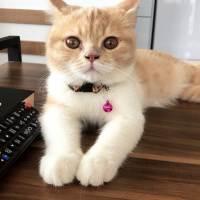 British Shorthair, Kedi  Tarçın fotoğrafı