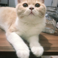 British Shorthair, Kedi  Tarçın fotoğrafı