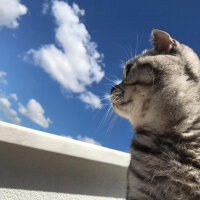 Scottish Fold, Kedi  Mia fotoğrafı