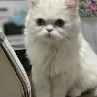 Chinchilla, Kedi  Köpük fotoğrafı