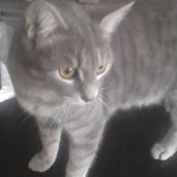 American Shorthair, Kedi  Duman'a Kalıcı Yuva Aranıyor (Kısırlaştırıldı) fotoğrafı