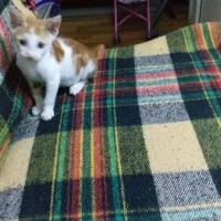 Sarman, Kedi  Prenses fotoğrafı