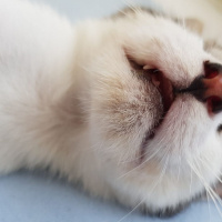 Tekir Kedi, Kedi  Carl fotoğrafı