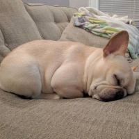Fransız Bulldog, Köpek  Polo fotoğrafı