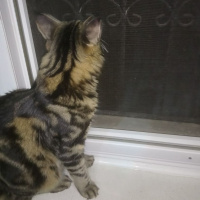 Tekir Kedi, Kedi  Tarçın fotoğrafı