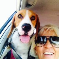 Beagle, Köpek  Eugene's fotoğrafı