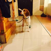 Beagle, Köpek  Eugene's fotoğrafı