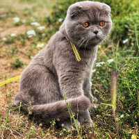 Scottish Fold, Kedi  Fındık fotoğrafı