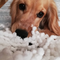 Amerikan Cocker Spaniel, Köpek  Paris fotoğrafı