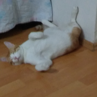 Tekir Kedi, Kedi  Paşa fotoğrafı