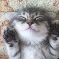 Scottish Fold, Kedi  Loki fotoğrafı