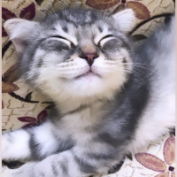Scottish Fold, Kedi  Loki fotoğrafı
