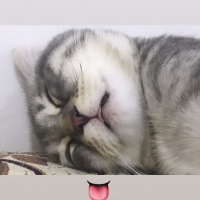 Scottish Fold, Kedi  Loki fotoğrafı