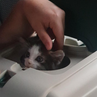 Tekir Kedi, Kedi  Bambam fotoğrafı