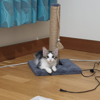 Tekir Kedi, Kedi  Bambam fotoğrafı
