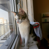 Tekir Kedi, Kedi  Bambam fotoğrafı