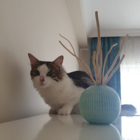 Tekir Kedi, Kedi  Bambam fotoğrafı