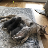 British Shorthair, Kedi  Nikki fotoğrafı