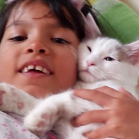 Ankara Kedisi, Kedi  Cimcik fotoğrafı