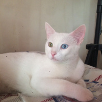 Tekir Kedi, Kedi  Beyaz fotoğrafı