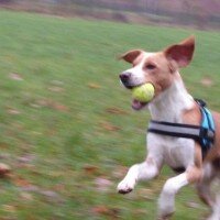 Beagle, Köpek  Dost fotoğrafı