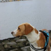 Beagle, Köpek  Dost fotoğrafı