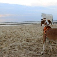 Beagle, Köpek  Dost fotoğrafı