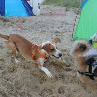 Beagle, Köpek  Dost fotoğrafı