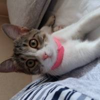 Tekir Kedi, Kedi  Mestan fotoğrafı