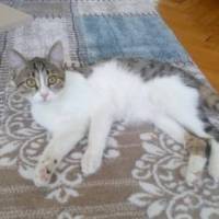 Tekir Kedi, Kedi  Mestan fotoğrafı