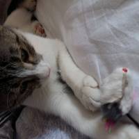 Tekir Kedi, Kedi  Mestan fotoğrafı