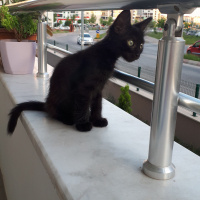 Tekir Kedi, Kedi  Gece fotoğrafı