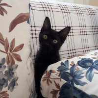 Tekir Kedi, Kedi  Gece fotoğrafı