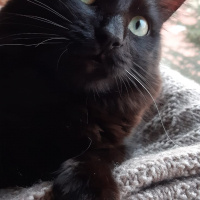 Tekir Kedi, Kedi  Gece fotoğrafı