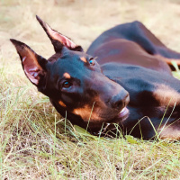 Doberman Pinscher, Köpek  ARES fotoğrafı