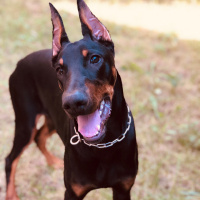 Doberman Pinscher, Köpek  ARES fotoğrafı