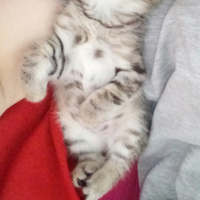 Tekir Kedi, Kedi  Mayıs fotoğrafı