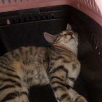 Tekir Kedi, Kedi  Mayıs fotoğrafı