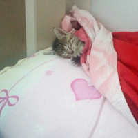 Tekir Kedi, Kedi  Mayıs fotoğrafı