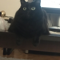 Bombay, Kedi  Capak fotoğrafı